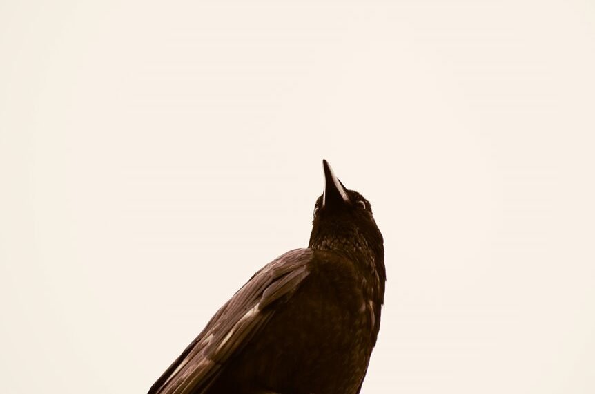 organisational intelligence assessment summary